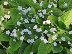 Ułudka wiosenna 'Alba' - sadzonki P9 | Byliny Farm