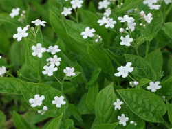 Ułudka wiosenna 'Alba' - sadzonki P9 | Byliny Farm