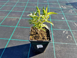 Budleja 'White Profusion' - sadzonki P11 1 l | Byliny Farm