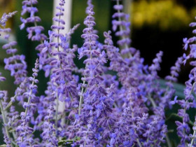 Perowskia 'Lacey Blue' - sadzonki P9 | Byliny Farm