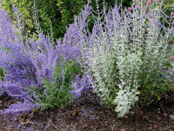 Perowskia 'Lacey Blue' - sadzonki P9 | Byliny Farm