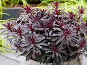 Wilczomlecz migdałolistny 'Miners Merlot' - sadzonki | Byliny Farm