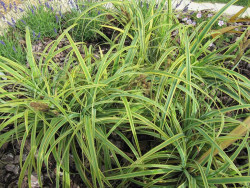 turzyca Rekohu Sunrise - Carex trifida Rekohu Sunrise