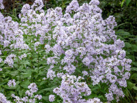 Dzwonek kremowy 'Loddon Anna' - sadzonki P9 | Byliny Farm