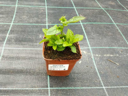 Dzwonek kremowy 'Loddon Anna' - sadzonki P9 | Byliny Farm