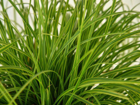 Turzyca 'Gold Fountain' - sadzonki 1L | Byliny Farm