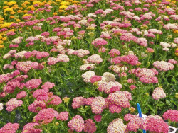 Krwawnik 'Skysail Bright Pink' - sadzonki P9 | Byliny Farm