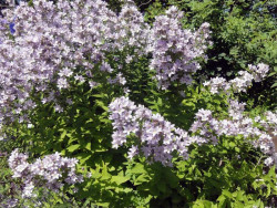 Dzwonek kremowy 'Loddon Anna' - sadzonki P9 | Byliny Farm