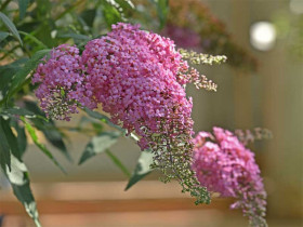 Budleja 'Pink Cascade' - sadzonki 1L | Byliny Farm