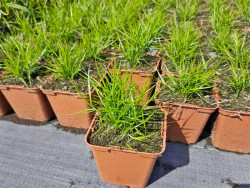 Turzyca palmowa 'Little Midge' - sadzonki P9 | Byliny Farm