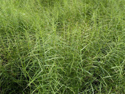 Turzyca palmowa 'Little Midge' - sadzonki P9 | Byliny Farm