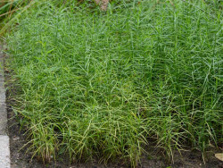Turzyca palmowa 'Little Midge' - sadzonki P9 | Byliny Farm