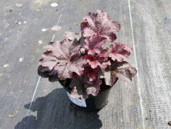 Żurawka 'Midnight Rose' - sadzonki C0,7 | Byliny Farm