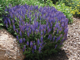 Szałwia omszona 'Blue Field' - sadzonki P9 | Byliny Farm