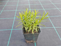 Oman wąskolistny -  Inula ensifolia