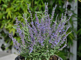 Perowskia 'Bluesette' - sadzonki P9 | Byliny Farm
