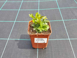 Zawilec wielkokwiatowy 'Snow White' - sadzonki P9 | Byliny Farm