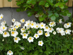 Zawilec wielkokwiatowy 'Snow White' - sadzonki P9 | Byliny Farm