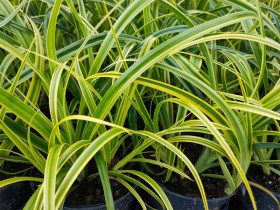 Turzyca 'Rekohu Sunrise' - sadzonki C0,7 | Byliny Farm