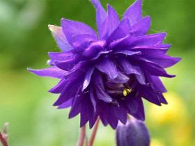 Orlik 'Blue Barlow' - sadzonki P9 | Byliny Farm