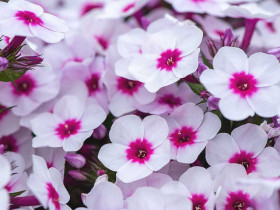 Płomyk wiechowaty 'Early Blush Pop' - sadzonki P9 | Byliny Farm