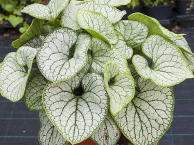 Brunera 'Silver Heart' - sadzonki C0,7 | Byliny Farm