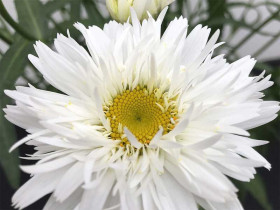 Złocień 'Sweet Daisy Rebecca' - sadzonki | Byliny Farm