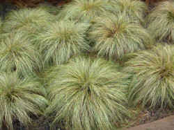 turzyca Frosted Curls -  Carex albula Frosted Curls