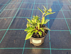 Jeżówka 'Paso Doble Fuchsia' - sadzonka z pąkami w okrągłej doniczce