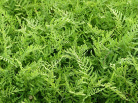 Narecznica 'Linearis Polydactyla' - sadzonki P9 | Byliny Farm