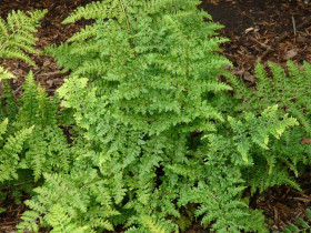 Narecznica 'Crispa Whiteside' - sadzonki P9 | Byliny Farm