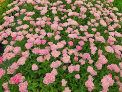 Krwawnik 'Skysail Bright Pink' - sadzonki P9 | Byliny Farm