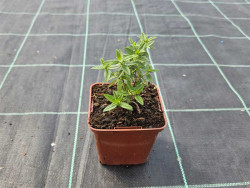 Posłonek 'Golden Queen' - sadzonki P9 | Byliny Farm