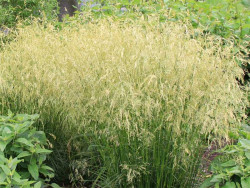 Śmiałek darniowy 'Goldschleier' - sadzonki P9 | Byliny Farm
