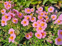Posłonek 'Lawrenson's Pink' - sadzonki P9 | Byliny Farm