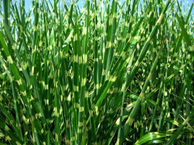 Miskant chiński 'Zebrinus' - sadzonki 1L | Byliny Farm