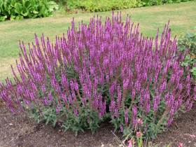 Szałwia omszona 'Amethyst' - sadzonki P9 | Byliny Farm