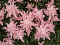 Tawułka japońska 'Peach Blossom' - sadzonki P11 | Byliny Farm
