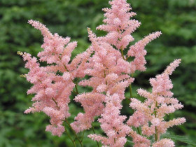 Tawułka japońska 'Peach Blossom' - sadzonki P11 | Byliny Farm