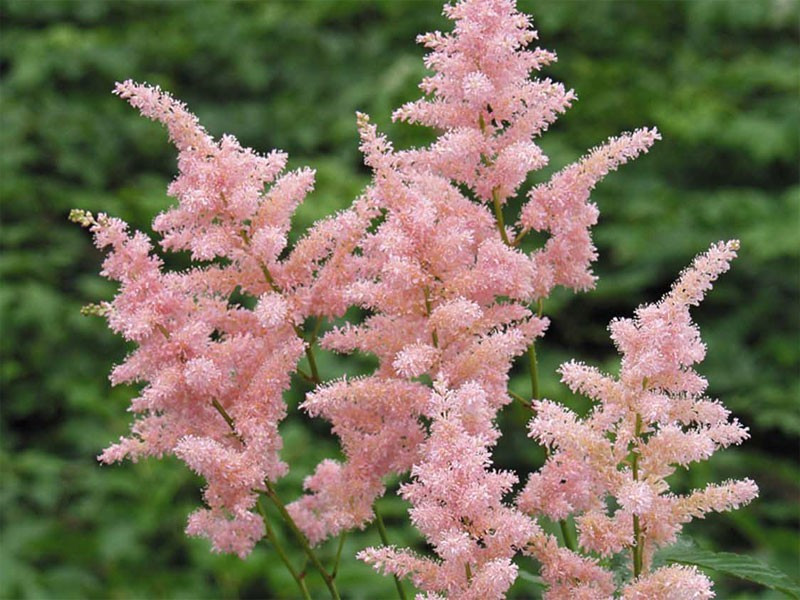 Tawułka japońska 'Peach Blossom' - sadzonki P11 | Byliny Farm
