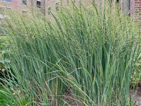 Proso rózgowate 'Northwind' - sadzonki | Byliny Farm