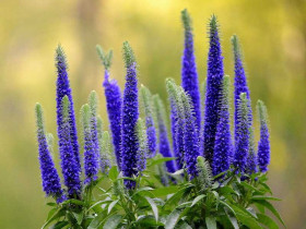 Przetacznik kłosowy 'Royal Candles' - sadzonki P9 | Byliny Farm