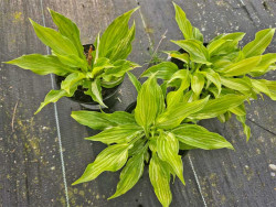 Funkia 'Mediovariegata' - sadzonki C0,7 | Byliny Farm