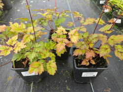 Tawułka 'Color Flash' - sadzonki 1L | Byliny Farm