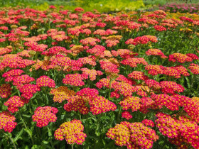 Krwawnik 'Milly Rock Red' - sadzonki P9 | Byliny Farm