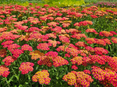 Krwawnik 'Milly Rock Red' - sadzonki P9 | Byliny Farm