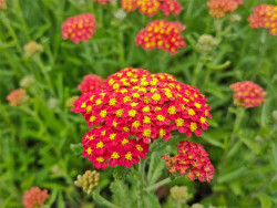 Krwawnik 'Milly Rock Red' - sadzonki P9 | Byliny Farm