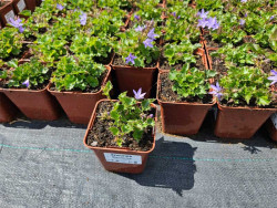 Dzwonek Poszarskiego 'Blauranke' - sadzonki P9 | Byliny Farm