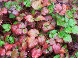 Tawułka 'Color Flash' - sadzonki 1L | Byliny Farm