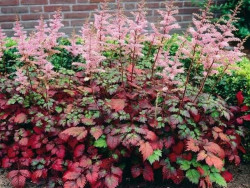 Tawułka 'Color Flash' - sadzonki 1L | Byliny Farm